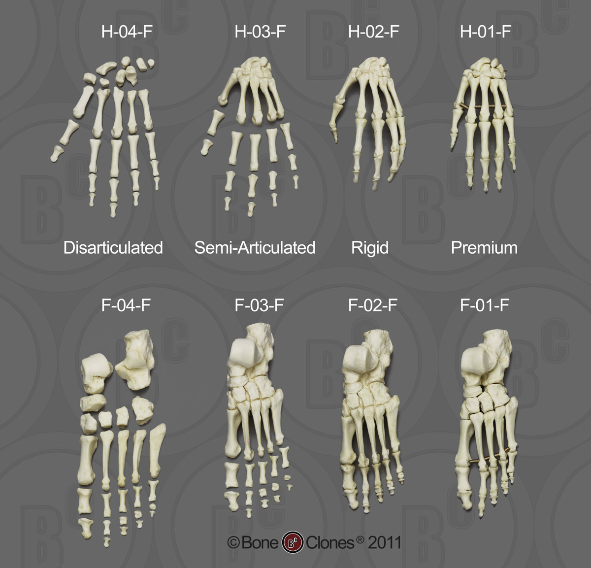 Human Adult Female Foot, articulated, Premium flexible Bone Clones