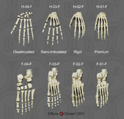 Human Female Skeletal Hands and Feet Human Female Skeletal Hands and Feet
