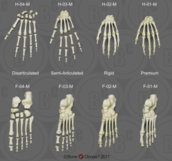 Male Hands and Feet