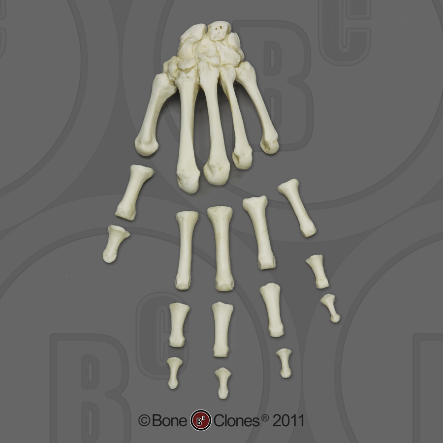 human skeleton hand. Human Adult Male Hand,