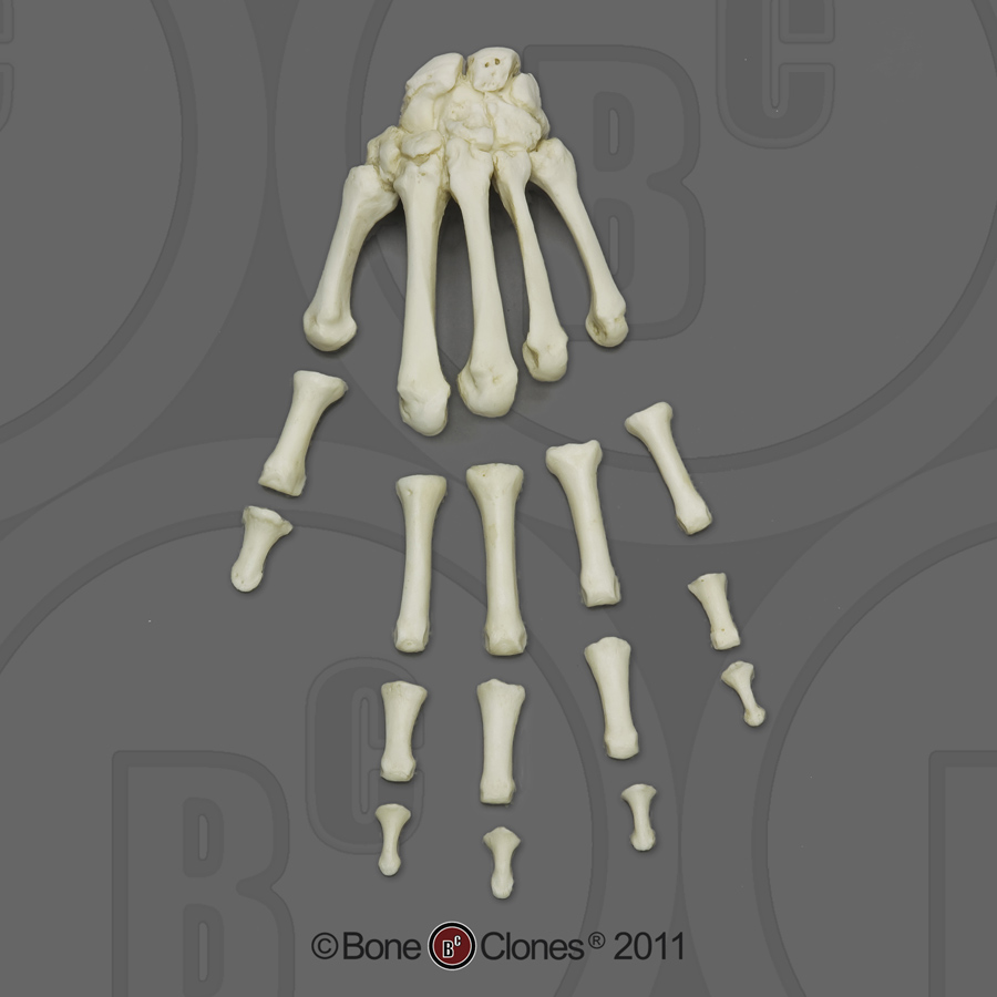 Human Adult Male Hand, human skeleton hand. Human Adult Male Hand,