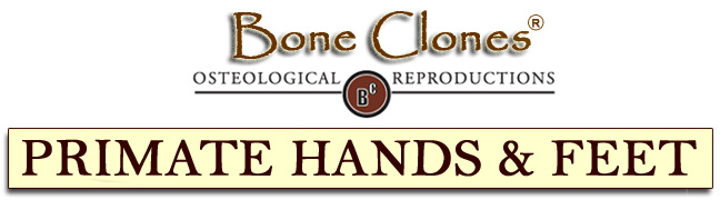 Primate Hands