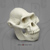 Australopithecus afarensis 1:2 Scale Skull