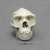 Homo erectus 1:2 Scale Skull
