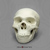 Homo neanderthalensis Half Scale Skul
