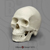 Homo sapiens 1:2 Scale Skull
