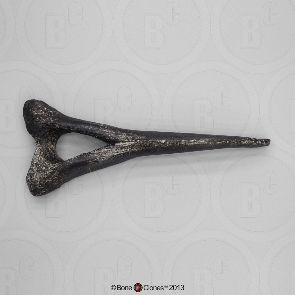 chevron bone