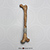 Australopithecus afarensis, "Lucy", Assembled Femur