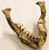 Australopithecus afarensis, "Lucy", jaw
