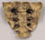 Australopithecus afarensis, "Lucy", sacrum