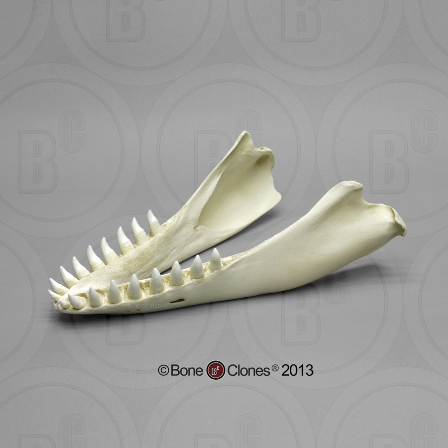 False Jaw