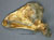Neanderthal Scapula Reconstruction