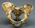 Neanderthal Pelvis Reconstruction