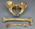 Neanderthal Pelvis Femur and Humerus Set