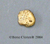 Neanderthal Patella Reconstruction
