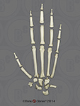 The hand of a bonobo: skeleton.