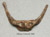 Neanderthal Hyoid