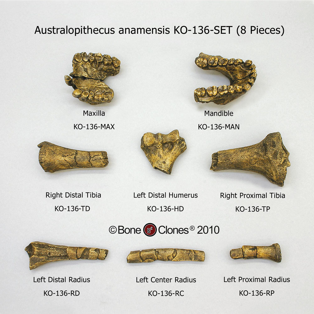 Australopithecus anamensis Set Bone Clones, Inc. Osteological