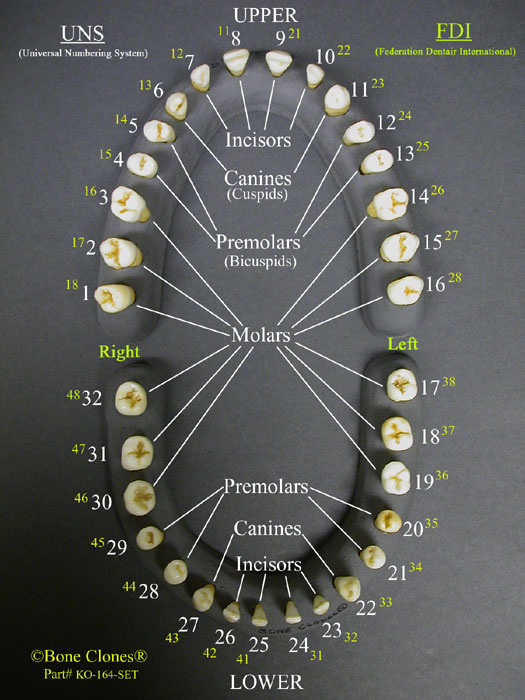 set-of-32-human-adult-male-teeth-on-base-bone-clones-inc