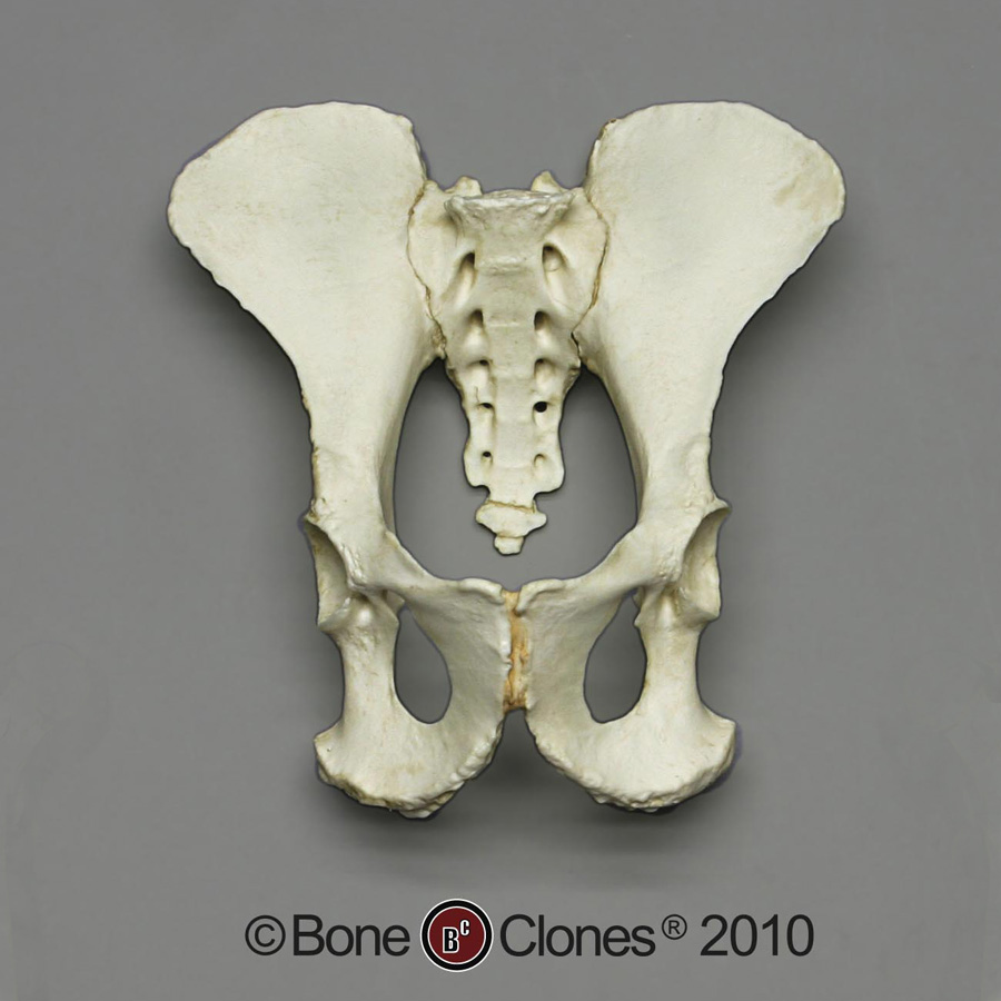 Female Chimpanzee Articulated Pelvis - Bone Clones, Inc. - Osteological