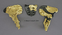 Australopithecus africanus Mrs. Ples Pelvis and Sacrum KO-195-PD