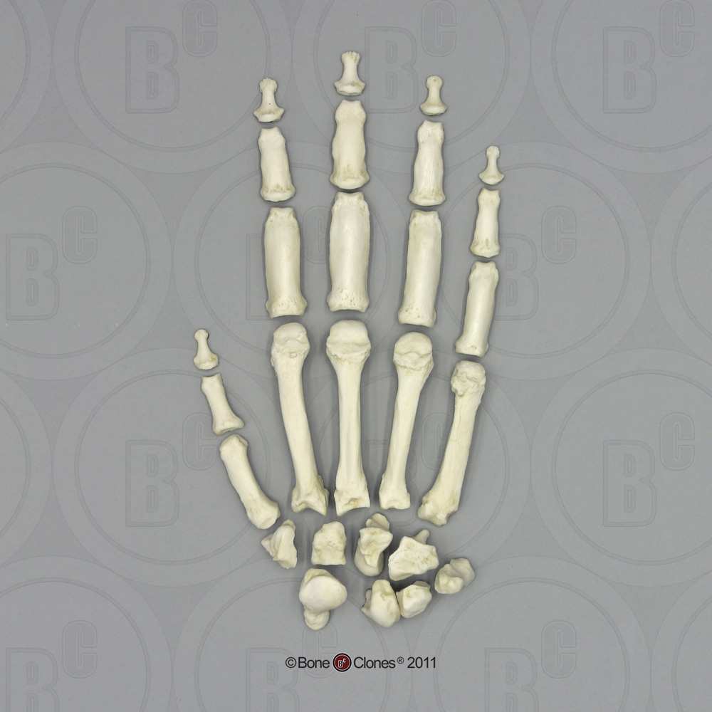 The hand of a gorilla: skeleton.
