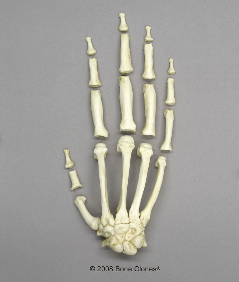 The hand of a chimpanzee: skeleton.