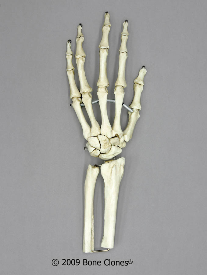 Flexible Hand and Foot Joints KO334 KO335 Bone Clones, Inc