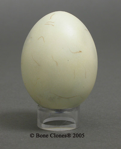 puffin eggs puffin eggs