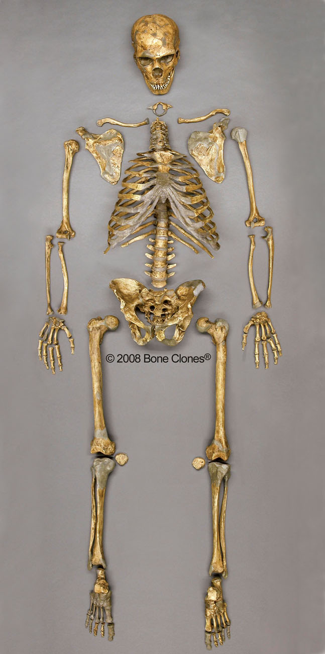 Neanderthal+skeleton