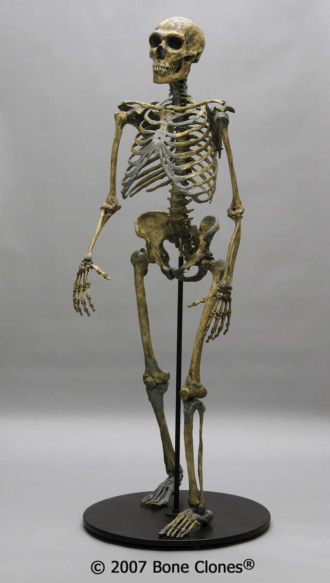 Difference+between+neanderthals+and+modern+humans