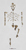 Disarticulated Australopithecus afarensis-"Lucy", A.L.288-1-Skeleton