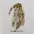 Ardipithecus ramidus Articulated Hand