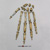 Ardipithecus ramidus Disarticulated Hand