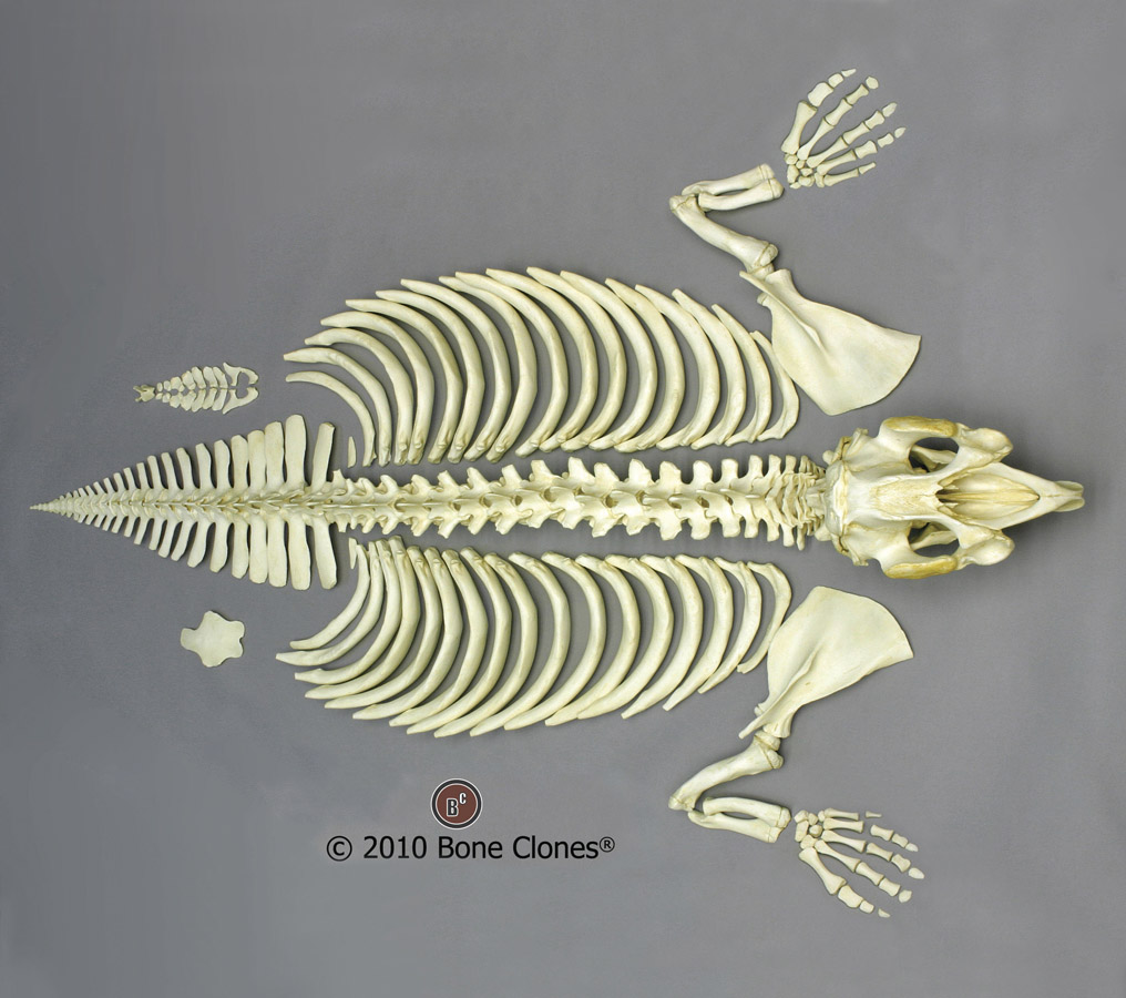 Articulated Manatee Skeleton - Bone Clones, Inc. - Osteological