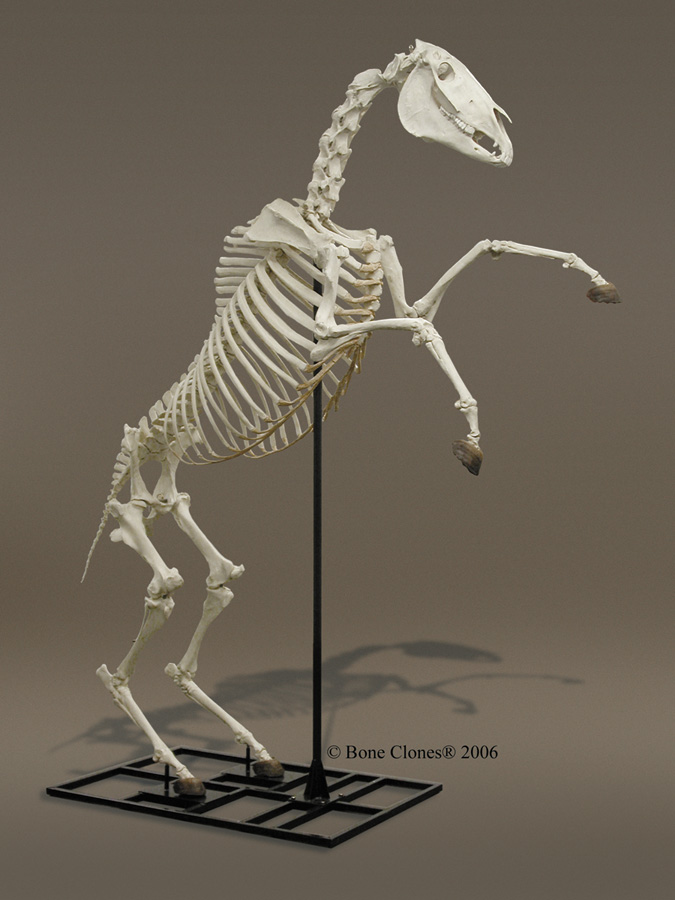Articulated Horse Skeleton - Bone Clones, Inc. - Osteological Reproductions