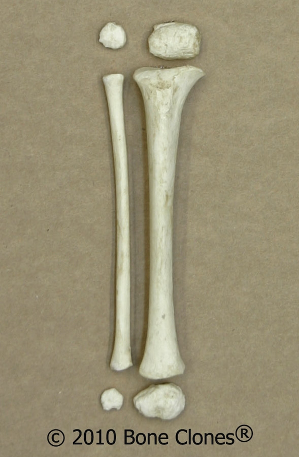 Tibia And Fibula Bones Anatomy. Human Child Tibia, Fibula