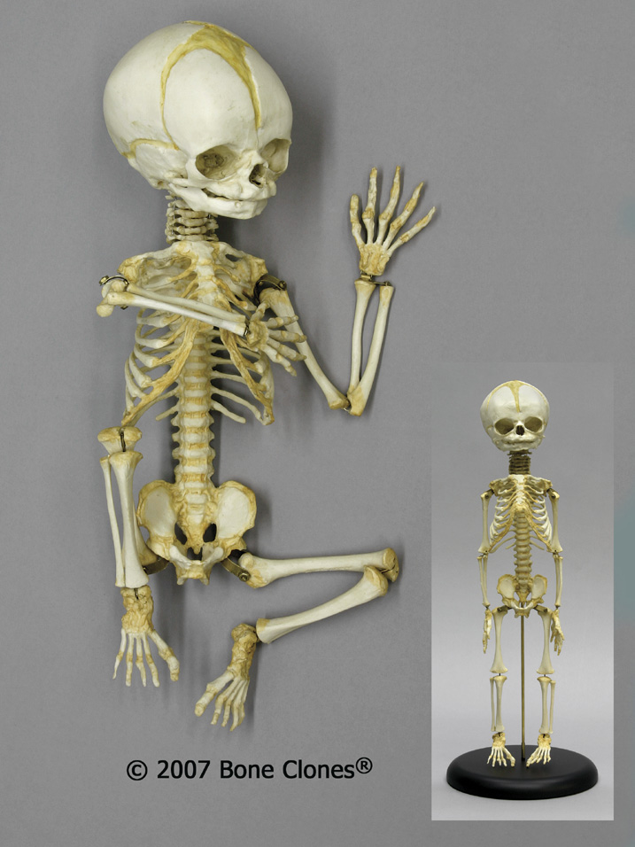 Articulated Flexible Human Fetal skeleton 32 Weeks Bone