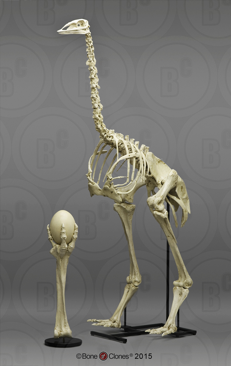 Articulated Elephant Bird Skeleton - Bone Clones, Inc. - Osteological