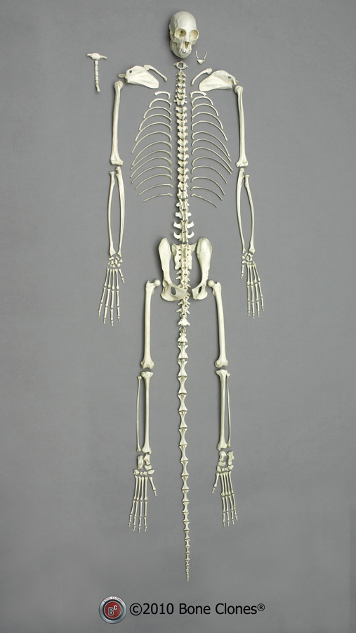 Black Spider Monkey Clavicle - Bone Clones, Inc. - Osteological