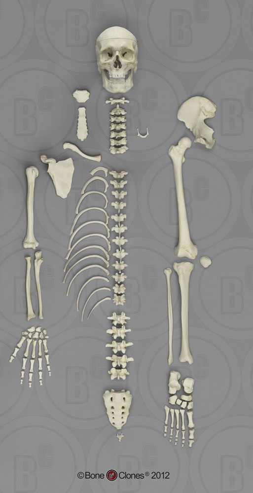 Human Male Asian Hyoid - Bone Clones, Inc. - Osteological Reproductions