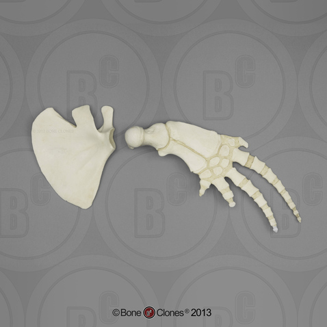 Bottlenose Dolphin Pectoral Fin (Flipper) and Scapula Set