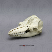 False Killer Whale Skull False Killer Whale Skull