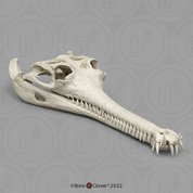 Gavial Skull Gavial Skull