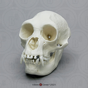 Female Siamang Skull Female Siamang Skull