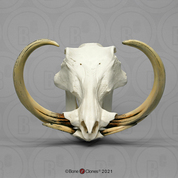 Warthog Skull and Tusks Warthog Skull and Tusks