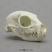 Meerkat Skull Meerkat Skull