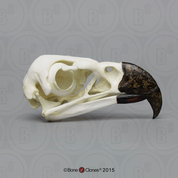 Harpy Eagle Skull Harpy Eagle Skull