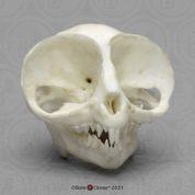 Tarsier Skull Tarsier Skull