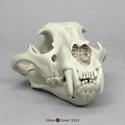 Male Jaguar Skull Male Jaguar Skull